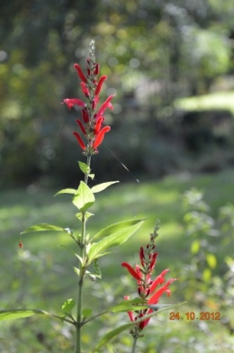 automne,troc2012,Mouleydier,serre 066.JPG