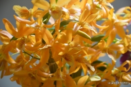 canal,jardin,Mombazillac,bonzais,orchidées 182.JPG