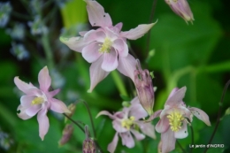jardin en avril 052.JPG