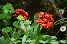 jardin pluie,Inès,Bébés cygnes,bouquet,canal 047.JPG