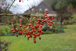 oiseaux cacaouettes gouttes,petits fruits 044.JPG