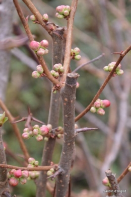 SOL 2014,fleurettes janvier 021.JPG