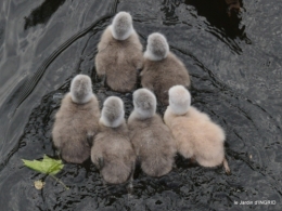 bébés cygnes,iris,clématite 029.JPG