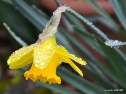 pluie,violettes,hélébores,jonquilles,jardin 073.JPG