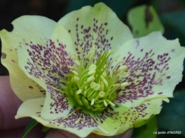 jonquilles
