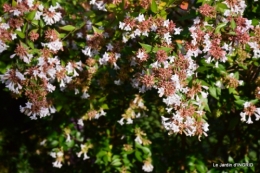 affiche,les filles,Lalinde,asters,sauges,abélia,jardiland,cygnes 030.JPG