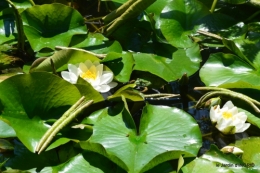 tour jardin de mai ,les épouvantails,préparation 100.JPG