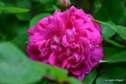 jardin,roses,cabane 022.JPG