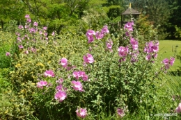 le jardin de Frescati,roses 107.JPG