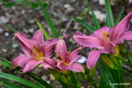 potager,chenille,pour le 18 juin,tour du jardin 040.JPG