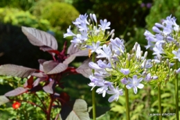 jardin ,bord de la Dordogne,cygnes 009.JPG