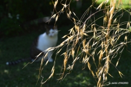 jardin,papillons,Cadouin,légumes,Sophie, 126.JPG