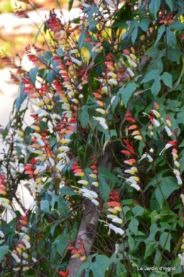 jacherefleurie,dordogne,fe^te des citrouilles,jardin 193-001.JPG