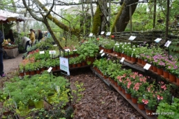 Fouleix,marguerites,hostas 026.JPG