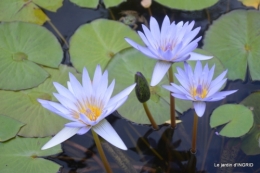 orage,puces,bouquet,Anniv.Ines,Brantome,Jardins d'eau 339.JPG