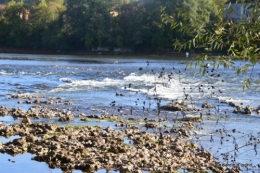 sentier des cygnes,automne novembre 049.jpg