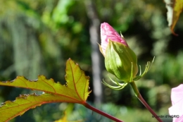 Ines,bouquet,hibiscus rose,cygnes,jardin 134.JPG