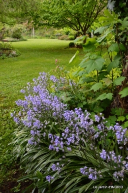 jardin avril 004.JPG