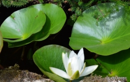 les jardins d'eau de Carsac 076.JPG