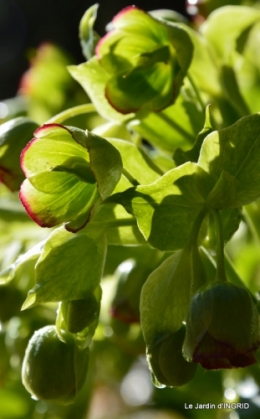 pluie,héllébores,SOL 1015,jardin,livre 023.JPG