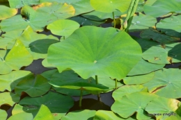 les jardins d'eau de Carsac 137.JPG