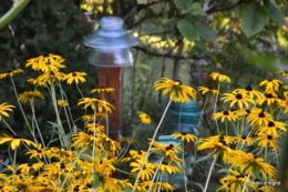 mon coin,Monique,les oies,mon jardin 046.JPG