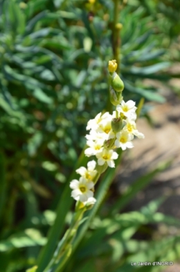 bouquet,Lalinde,carabe,dégats 021.JPG