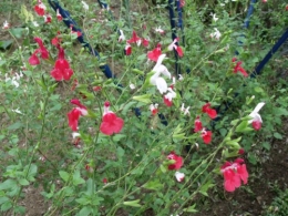 fuschias,sauges,asters,pour le troc, 061.JPG