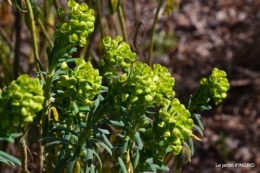 jonquilles
