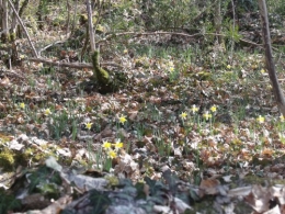 nicky et les jonquilles 012.JPG