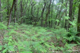 jardin,st Astier,colline 059.jpg