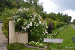 coquelicots,pivoines ,moi moi,roses 019.JPG