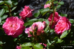 cygnes,Sophie,jardin en mai 021.JPG