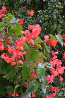 vigne vierge,sunpatiens,sauge ananas,hibiscus,