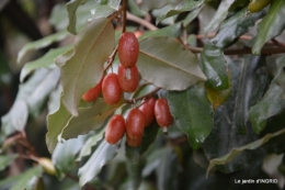 oiseaux cacaouettes gouttes,petits fruits 070.JPG