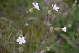 serre,iris,ancolie,iriseraie Papon,moulin 086.JPG