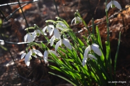 helebores,perce neige,chevreuils 089.JPG