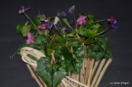 jonquilles,tableau d'ambience,champignons,gouttes d'eau 087.JPG