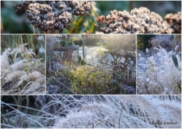 2019-01-06 vieilles photos,givre,dentelles2.jpg
