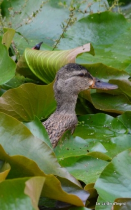 puces Lalinde,bébés canards,au moulin souci 062.JPG