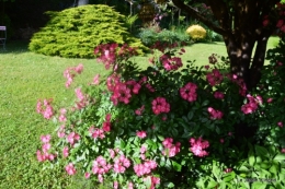 jardin en mai 419.JPG
