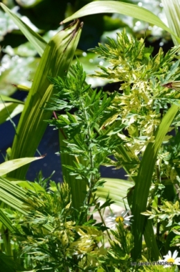 albizia,bouquet,plantes  en A 030.JPG
