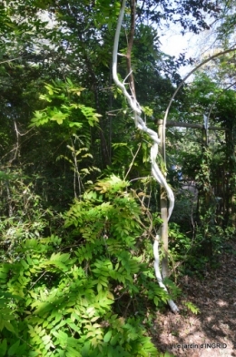 Fouleix,cygnes,Inès,jardin 072.JPG