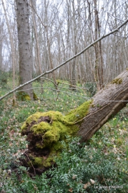 les jonquilles des bois 015.jpg