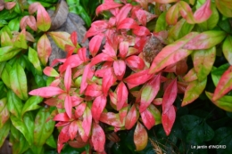 Brouillard,cypres chauve,jardinage 036.JPG
