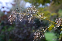 bourdon,sauges,pluie 089-001.JPG