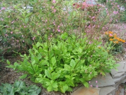 TalinumPaniculatum040715.jpg