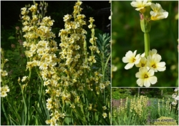 2018-05-25 Trémolat,petit jardin,Julie1.jpg