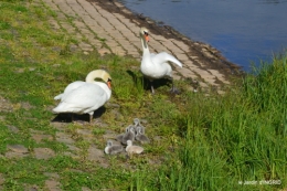bébés cygnes,iris,clématite 047.JPG