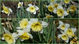 2013-03-08 crocus,nichoirs,jonquilles,jardin,coucher du soleil2.jpg